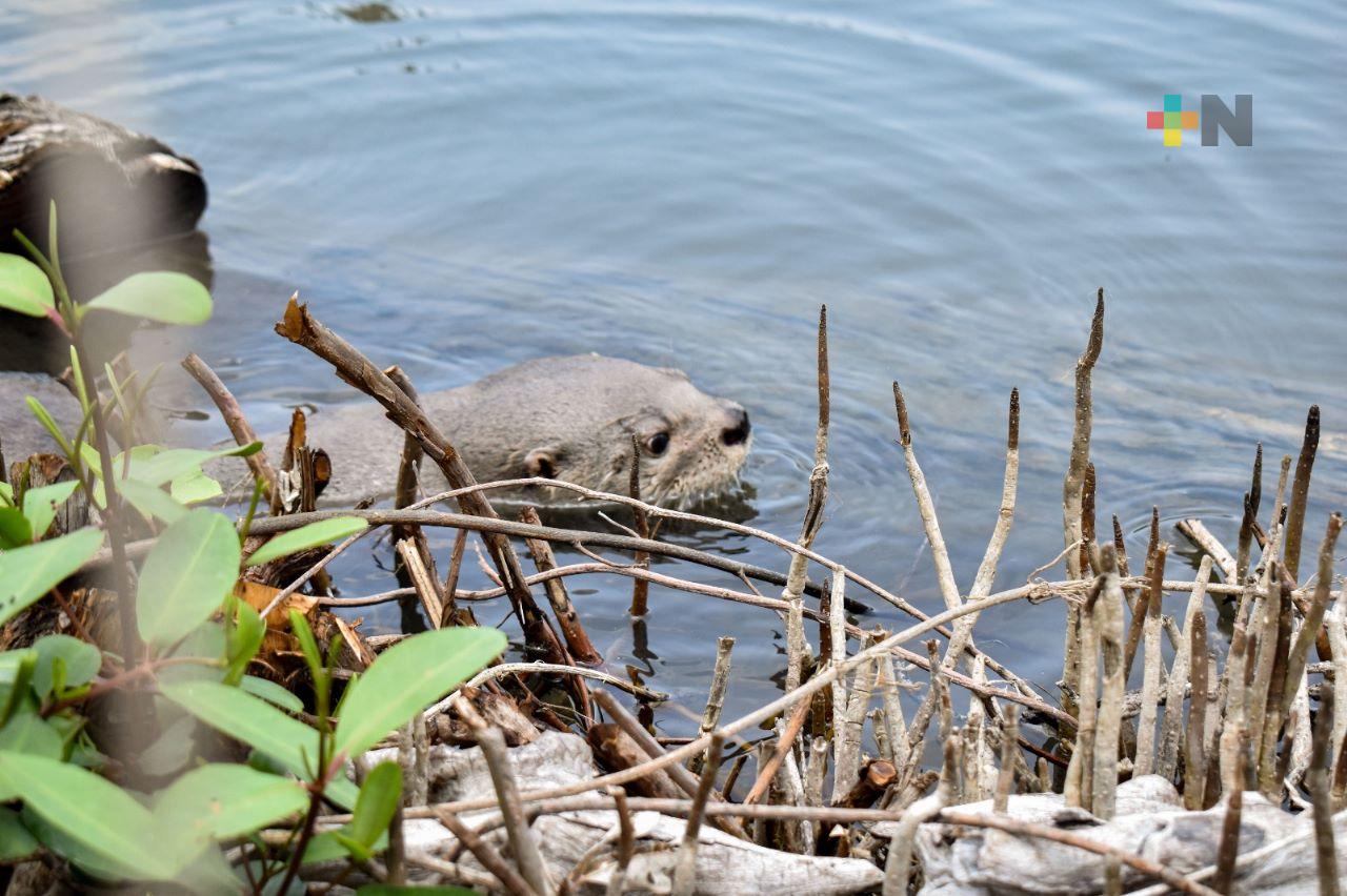 Reubican a Max, nutria de la laguna Mandinga, tras recuperarse de ataque