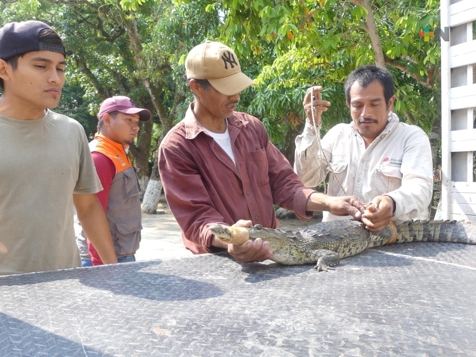 En Ixhuatlán del Sureste capturan un ejemplar de lagarto
