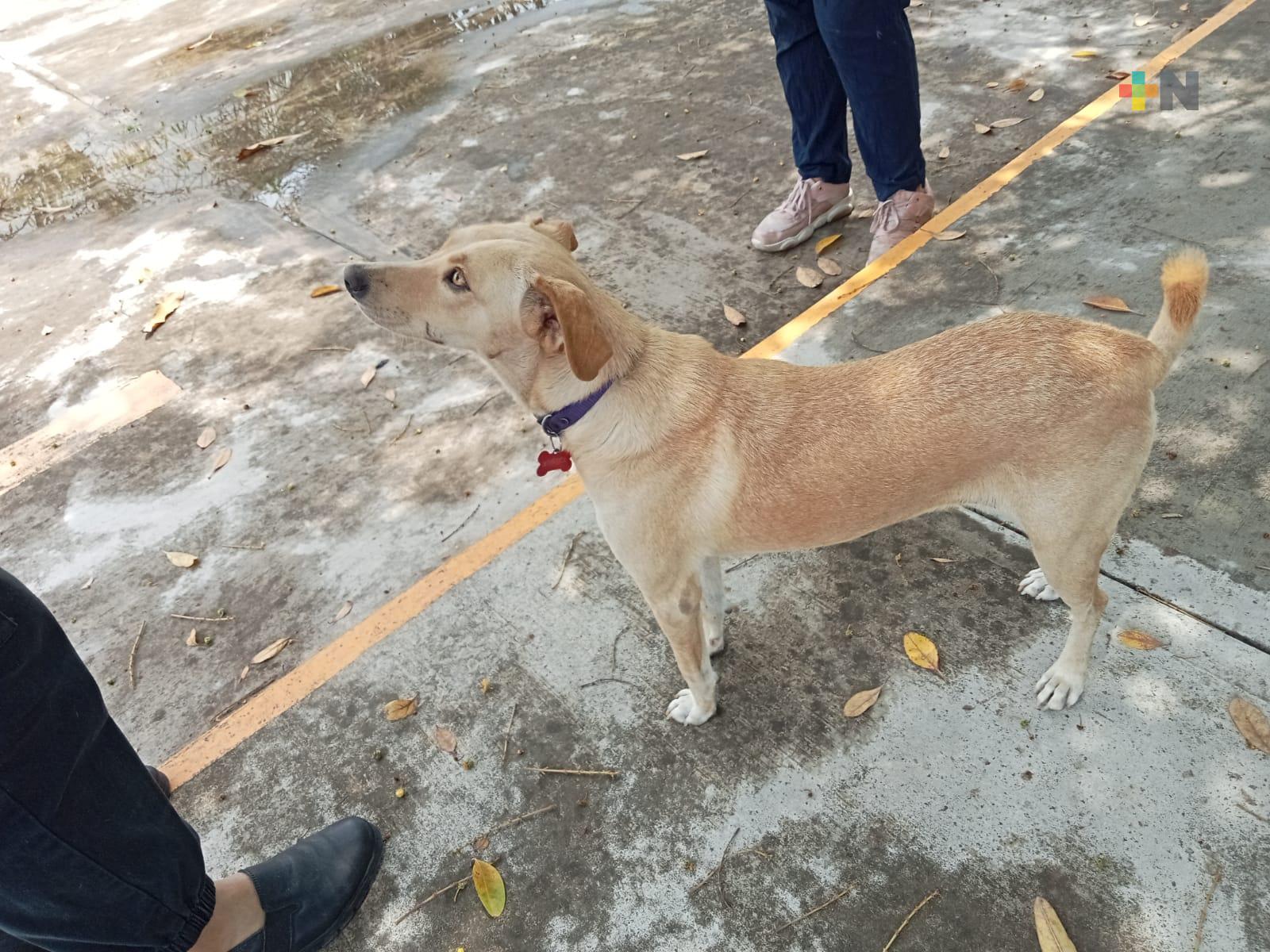 La vida de «Muñeca» cambió después de ser adoptada por personal de Icatver