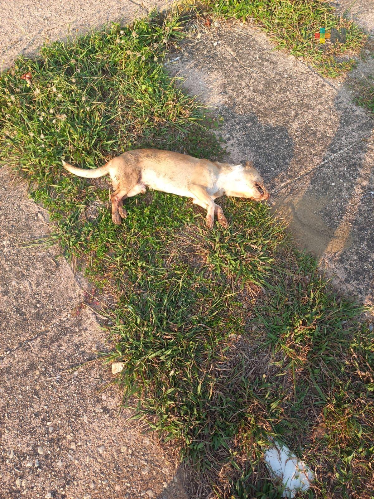 Muere perro al caer de un cuarto piso en Coatza; se presume maltrato animal