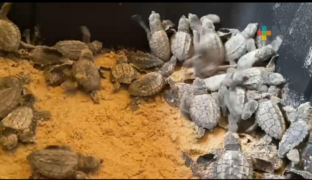 Liberan decenas de tortugas en playas de Tuxpan