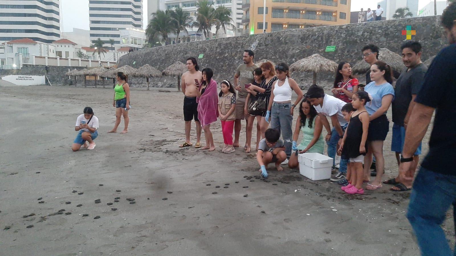 Liberan 100 crías de tortuga lora en playas de Boca del Río