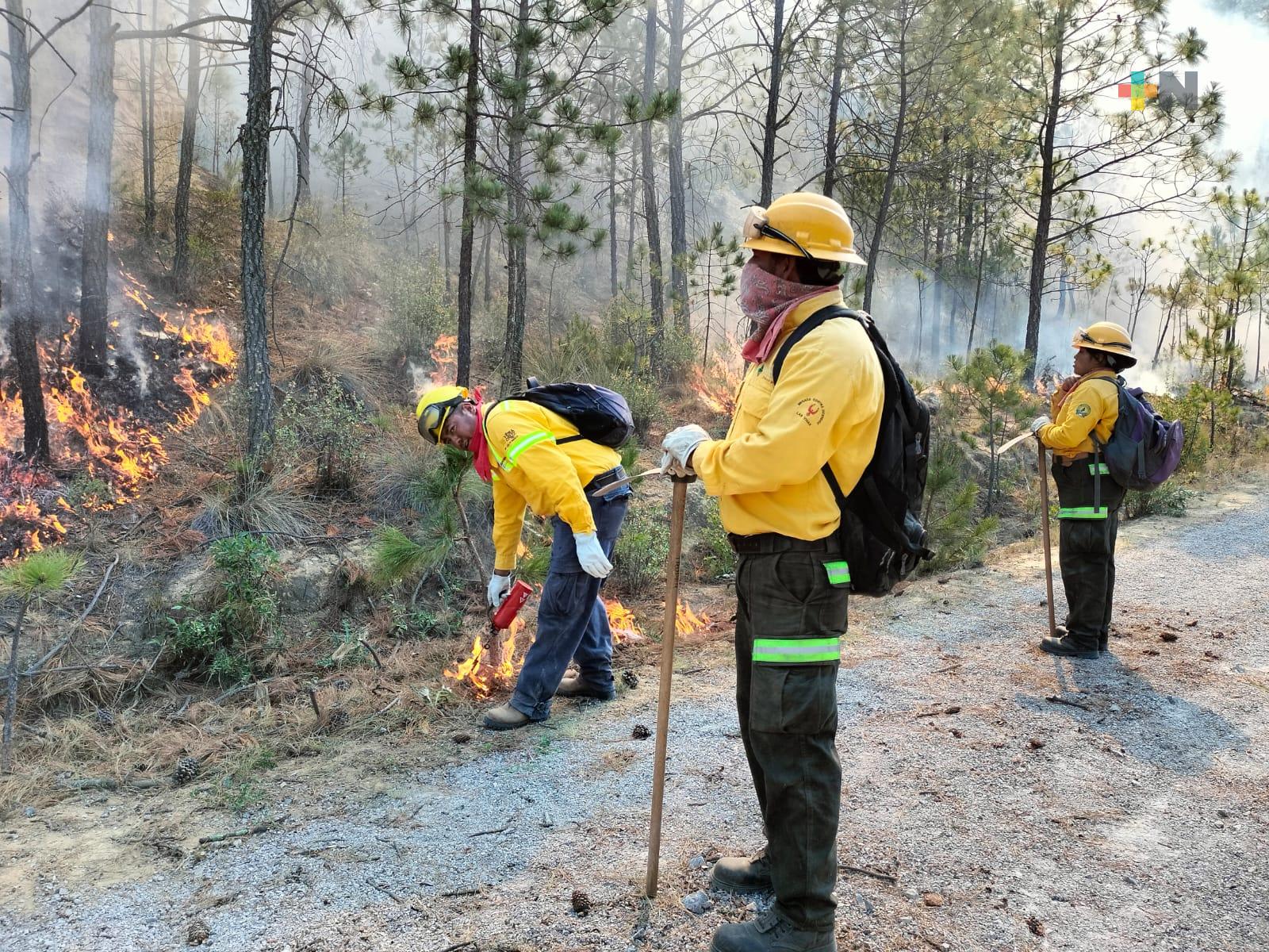 Incendio forestal en Perote, controlado en 75 por ciento: SPC
