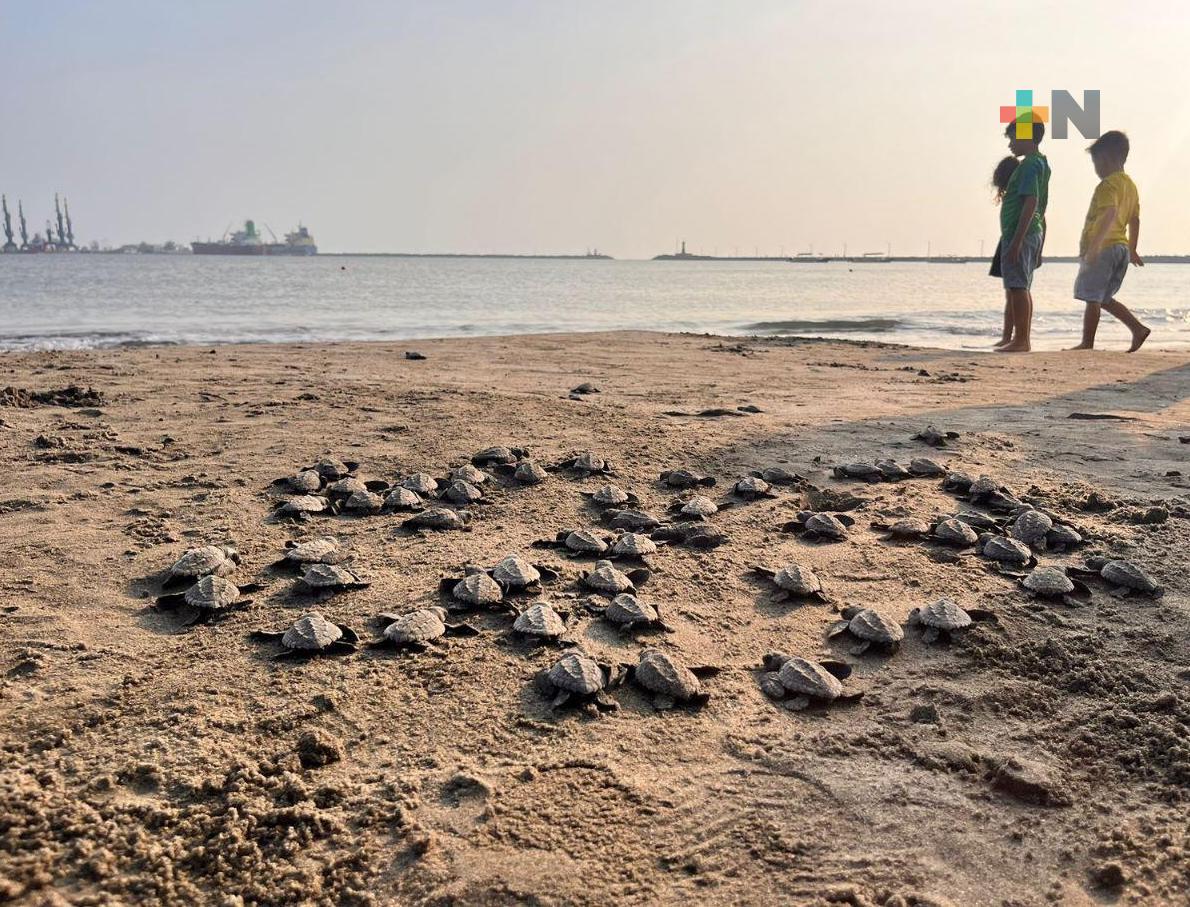 Personal especializado del Aquarium del Puerto supervisó nacimiento de 80 crías de tortuga lora