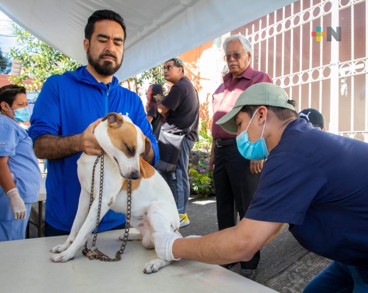 Realiza Ayuntamiento de Xalapa jornada gratuita de esterilización canina y felina
