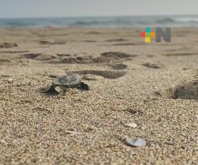 Se debe retomar certificación de playas de Coatzacoalcos como espacio limpio