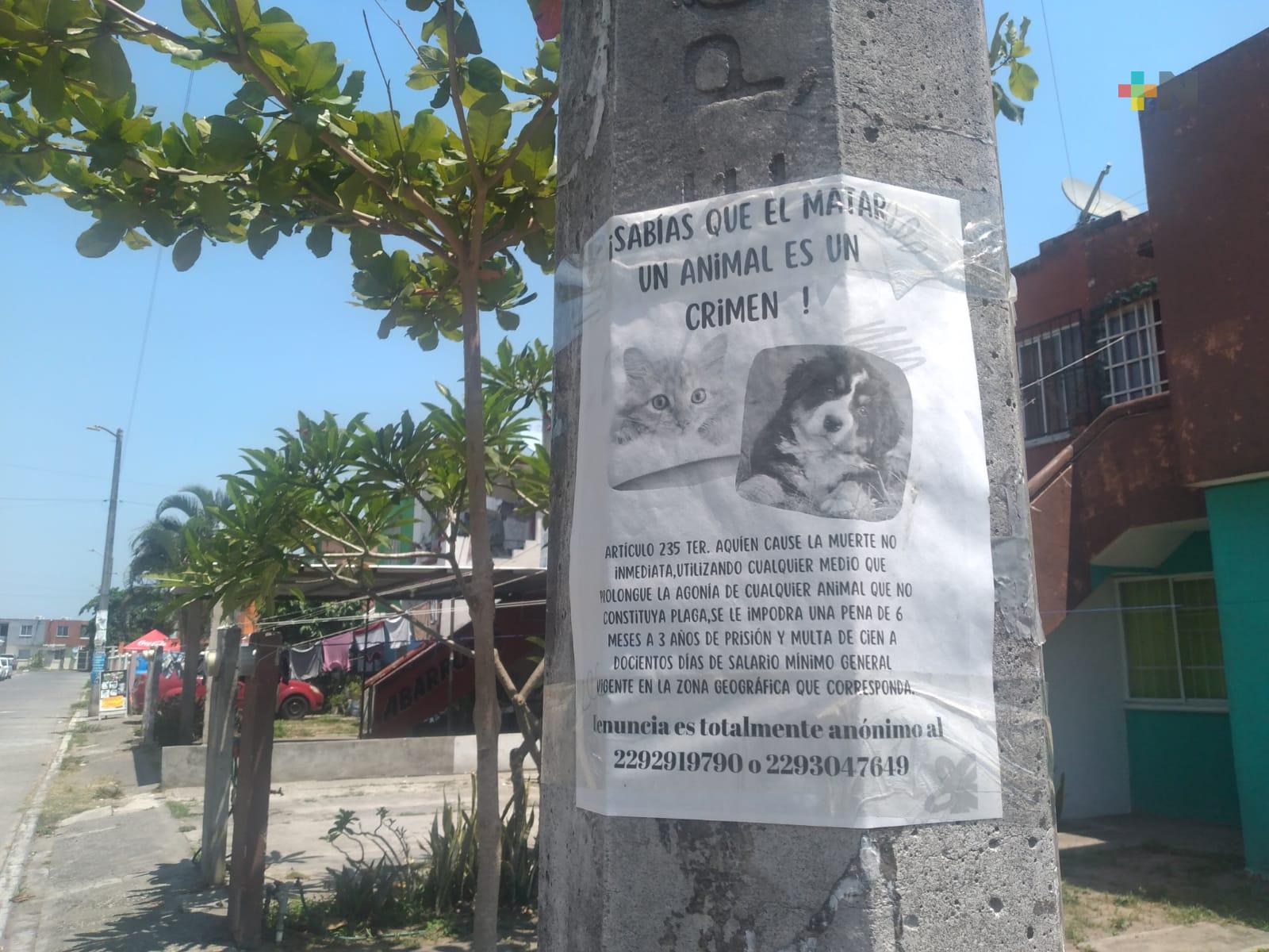 Alertan vecinos de fraccionamiento de Medellín de Bravo envenenamiento de mascotas
