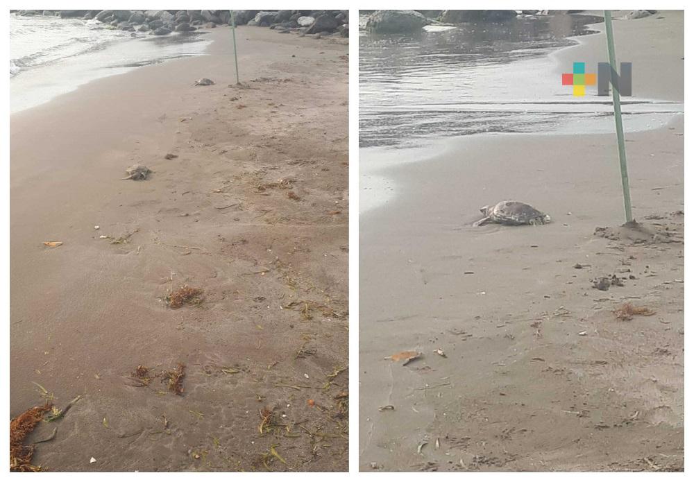 Ciudadanos presencian nacimiento de tortugas marinas en playa Pelícano