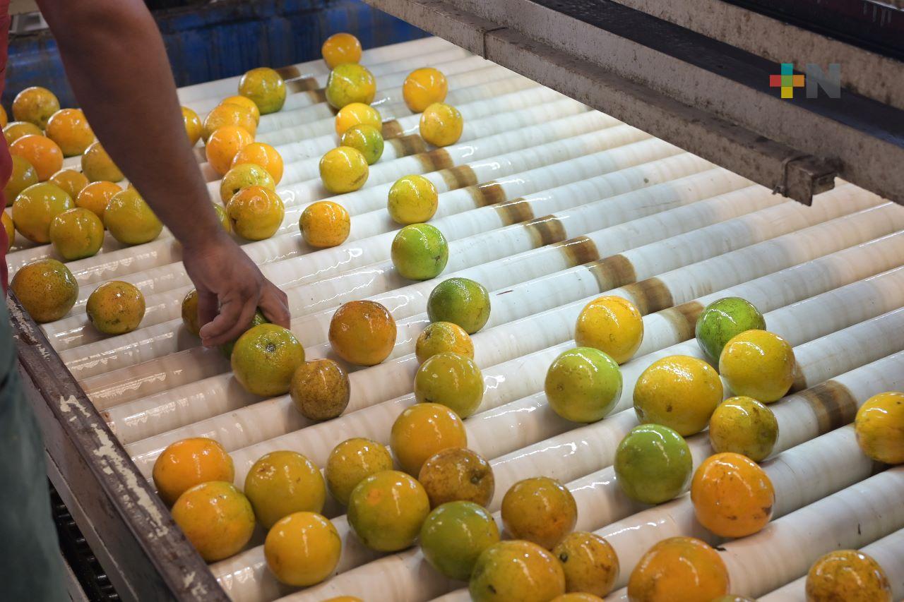 Sedarpa atiende a región de la Huasteca altamente citrícola