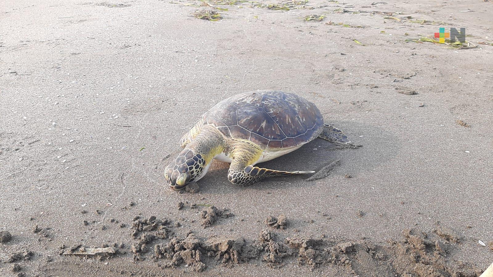 Hallan tortuga muerta en playa El Morro de Boca del Río