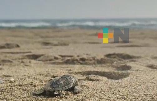 Eclosionan decenas de huevos de tortuga lora en playa Coatzacoalcos