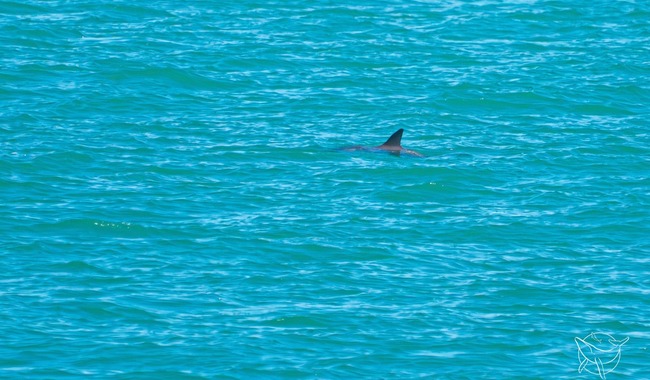 Avistamientos de vaquita marina renuevan esperanza de conservación de esta especie endémica