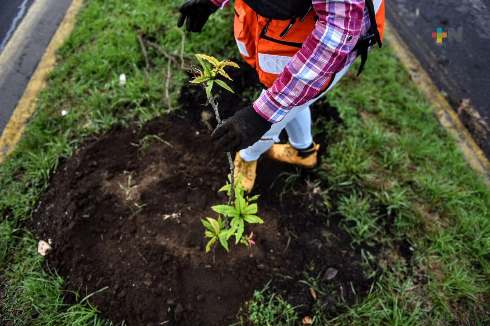 Reforestación en toda la avenida Lázaro Cárdenas, este domingo