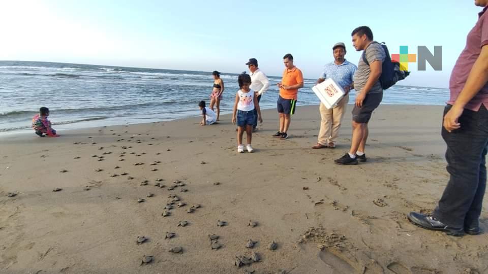 Liberan 90 crías de tortuga en playas de Coatzacoalcos