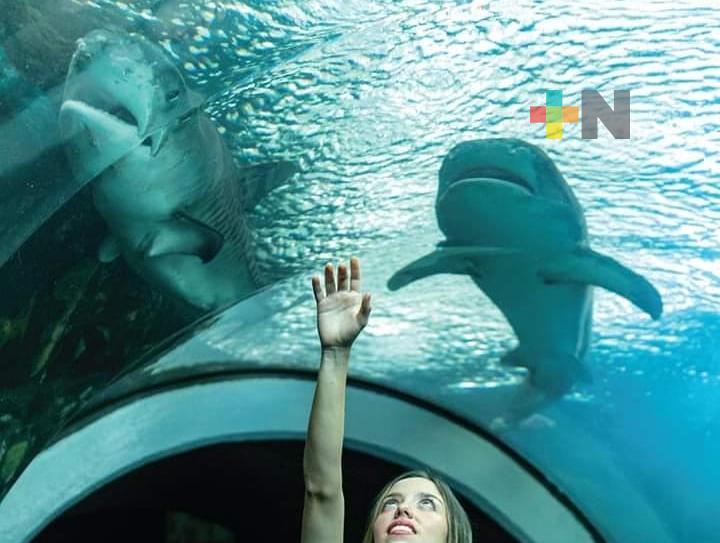 Aquarium del Puerto de Veracruz ofrece servicios educativos, turísticos y formativos: Sedema