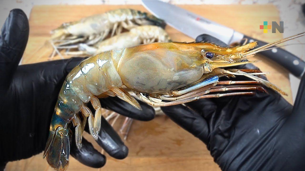 «Misión imposible» encontrar camarón de río en mercados Coatza