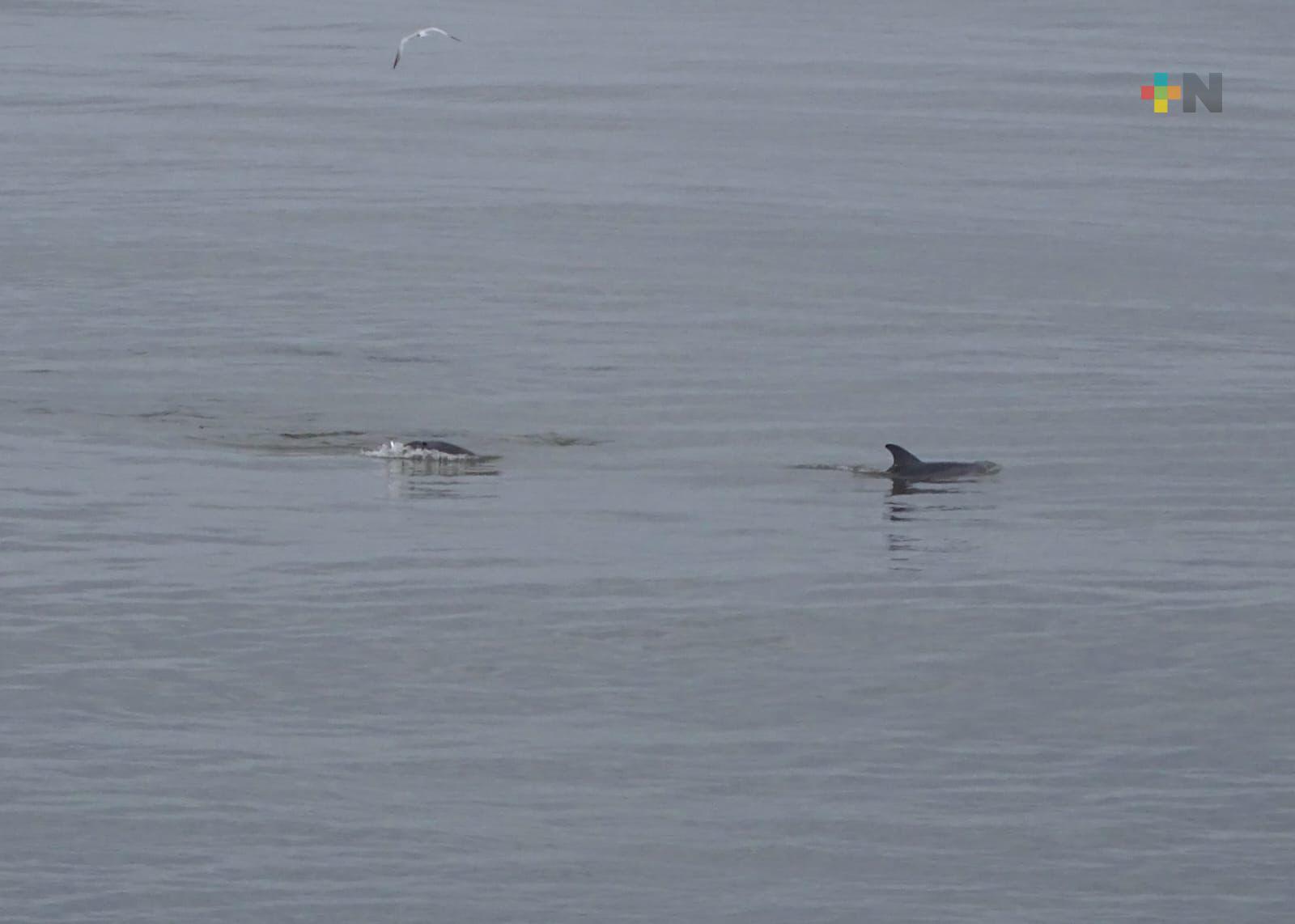 ¡Delfines a la vista! Cetáceos merodearon la zona de las escolleras de Coatza