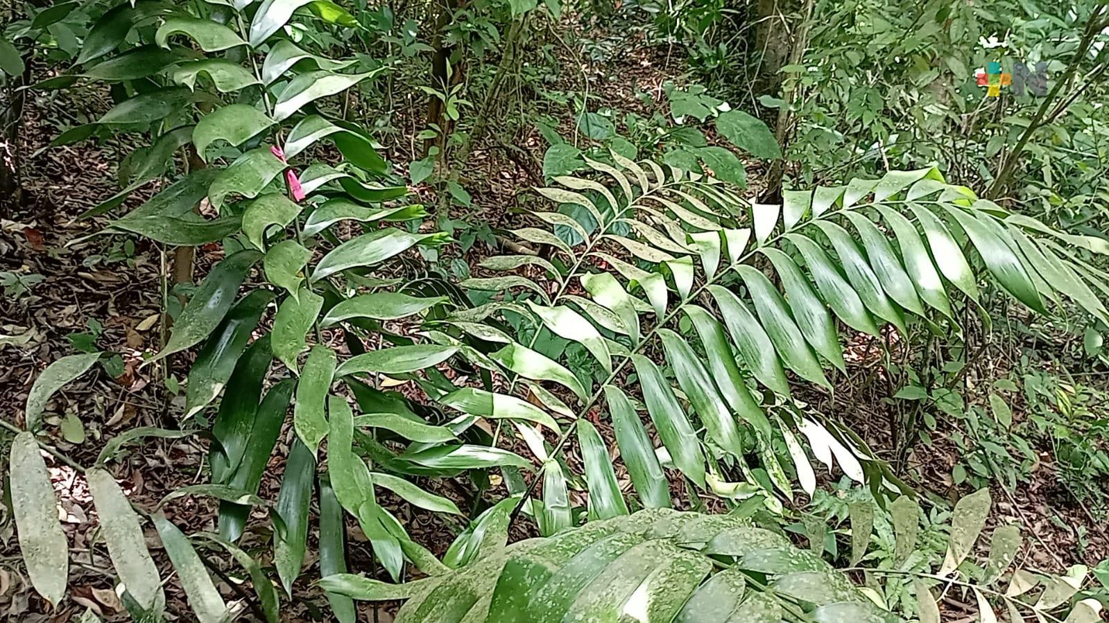 Han logrado la conservación de la Ceratozamia miqueliana en el sur de Veracruz