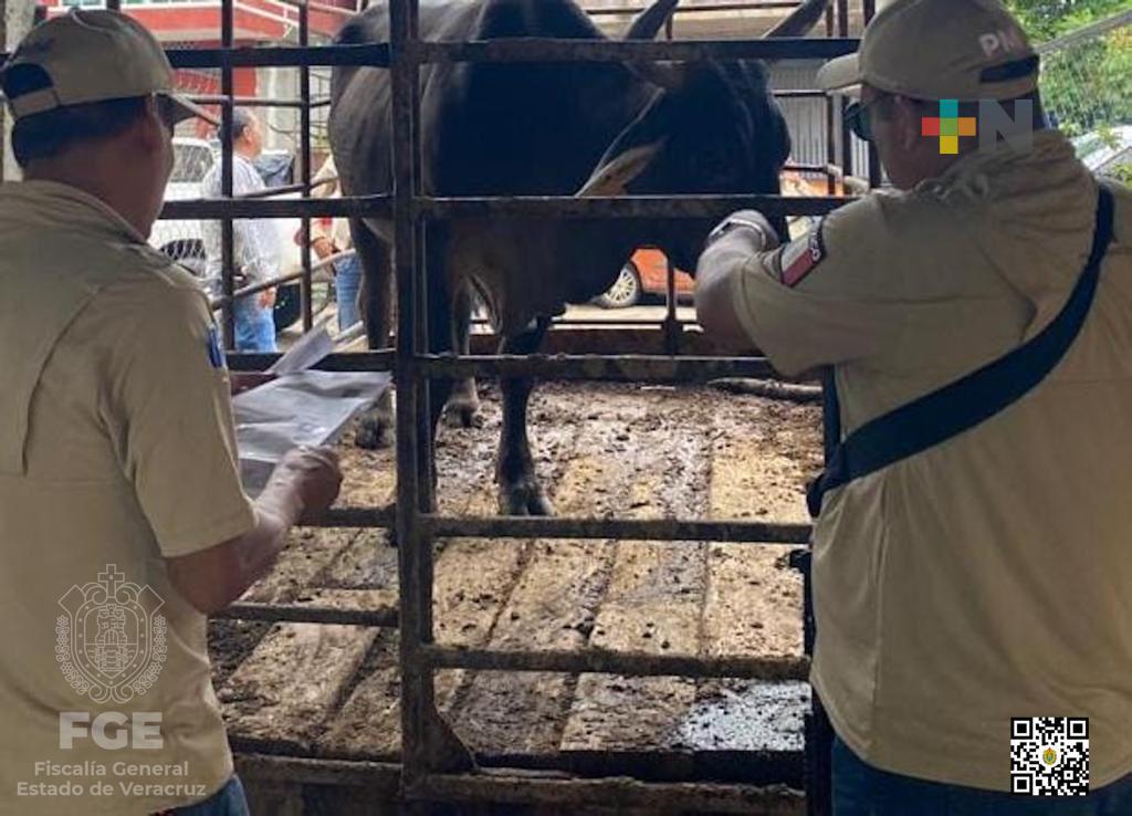 FGE despliega operativo para combatir el delito de abigeato MÁSNOTICIAS