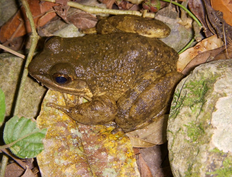 En Veracruz, especies de anfibios se encuentran en riesgo de extinción