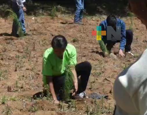 Conafor planta árboles en la sierra de Huayacocotla