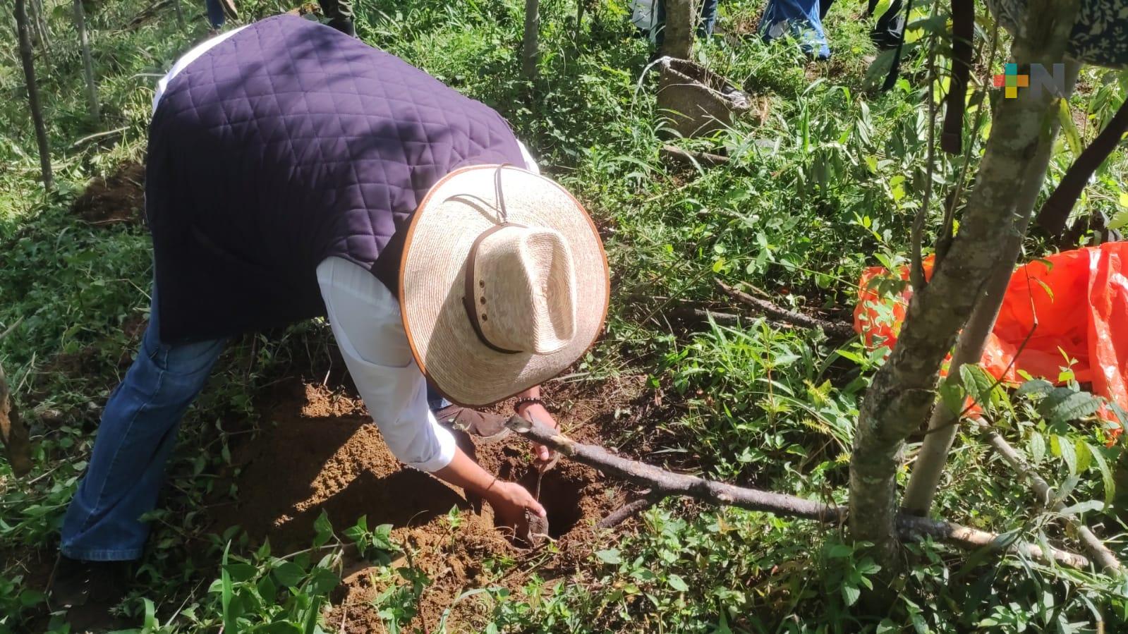 Cada árbol limpia la atmósfera y genera riqueza: Biólogo