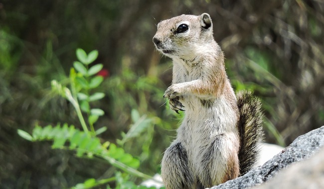 Actualizan Visor de Fauna en Áreas Naturales Protegidas para una mejor experiencia