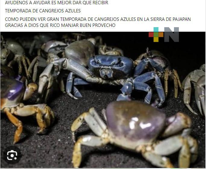 En redes sociales venden cangrejos azules, a pesar de estar en peligro de extinción