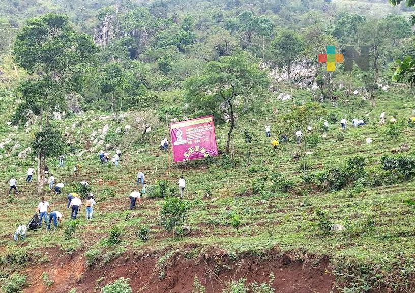 Reforestación compensará la tala de árboles por el puente en plaza Urban: Gobernador