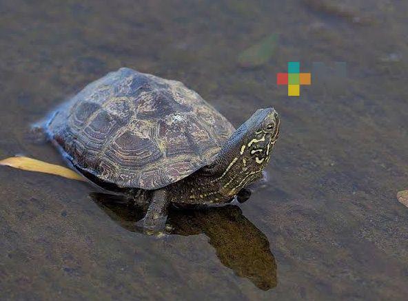 Invitan a ciudadanía a adoptar adecuadamente a tortugas nativa