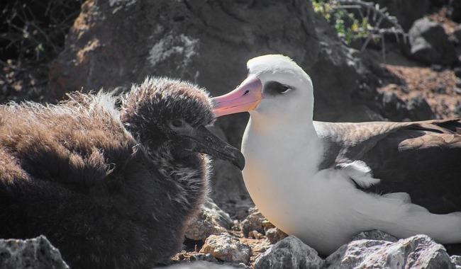 Crece colonia de anidación de albatros patas negras en la Reserva de la Biosfera Isla Guadalupe