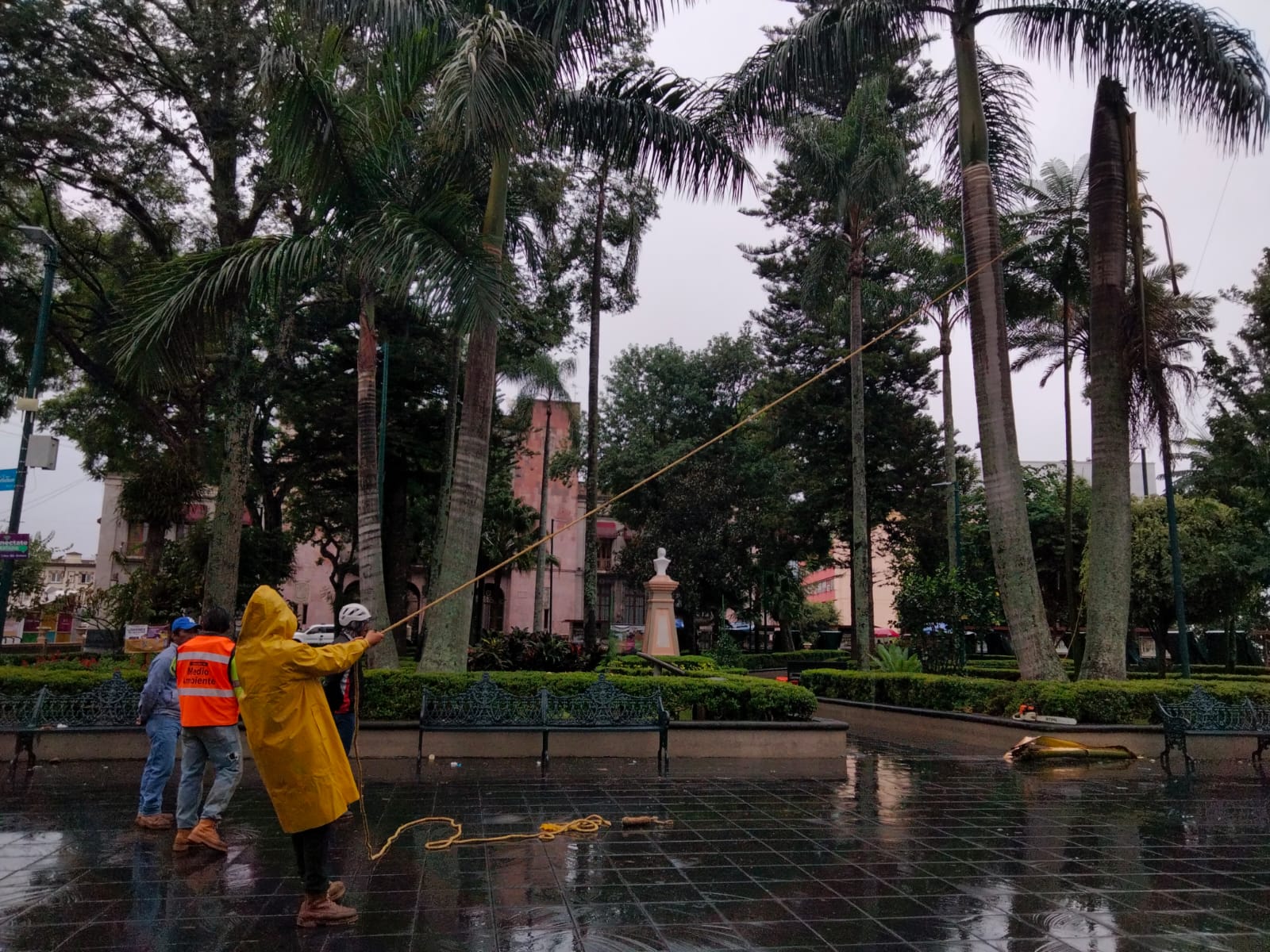 En Xalapa intervienen árboles en peligro de caer