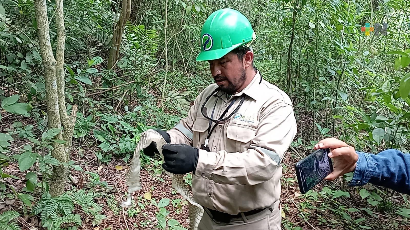 Utilizan serpientes ratoneras como método para el control de plagas