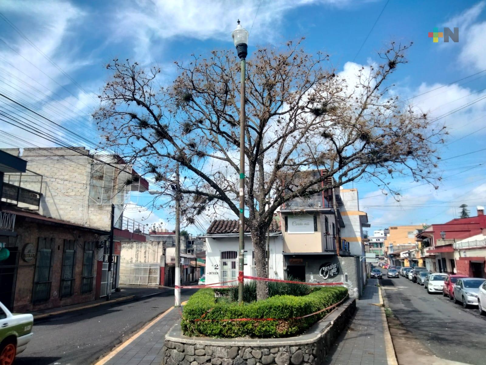 Alertan sobre árbol lleno de ‘borreguillas’ en centro de Xalapa