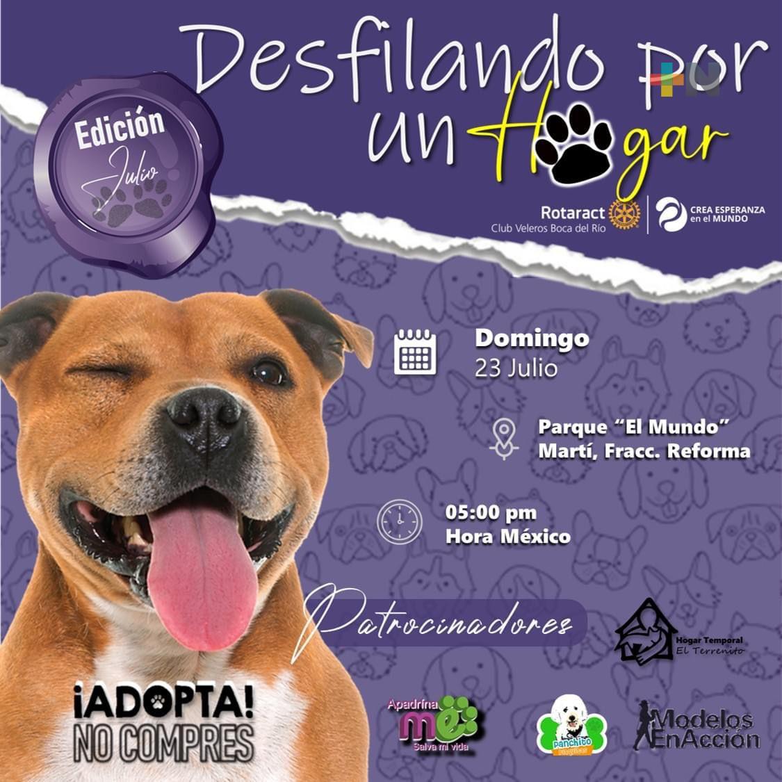 En «Desfilando por un hogar», 17 perros y gatos buscarán ser adoptados