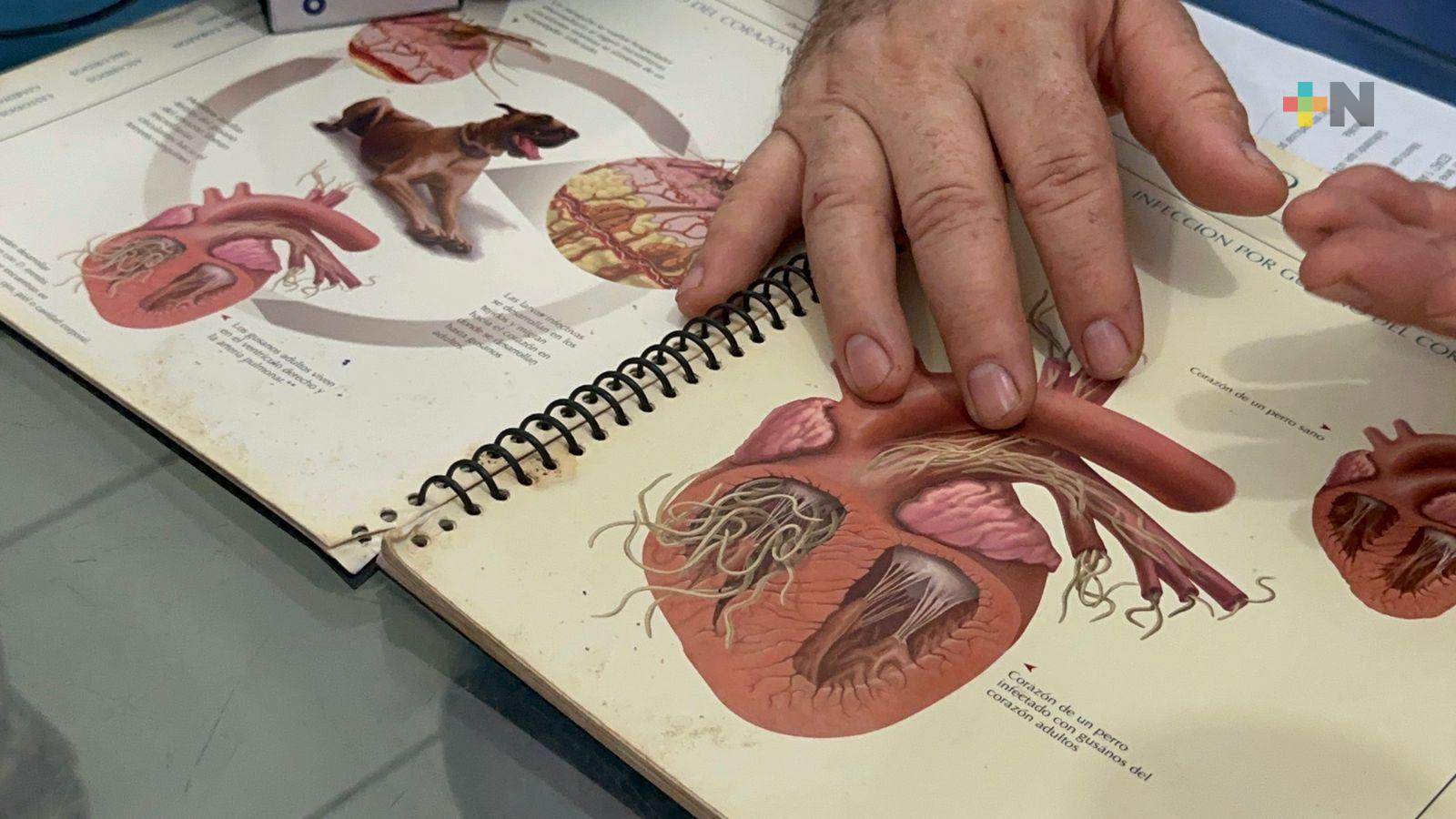 Alertan sobre el virus de la garrapata; provoca muerte de cinco de cada 10 canes