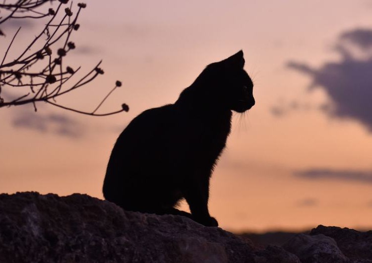 Gripe aviar puede causar la próxima pandemia: OMS