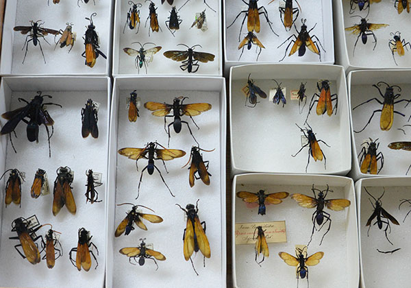 Universitarios describen cerca de 500 nuevas especies para la ciencia
