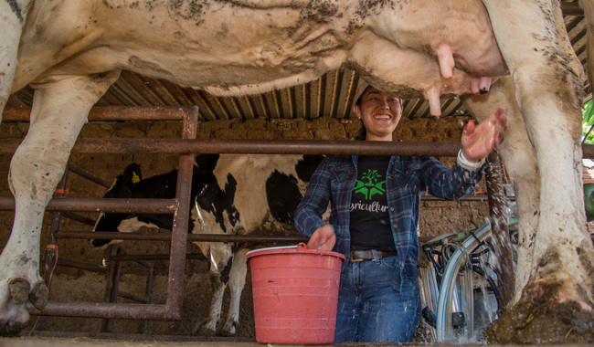 Avanza Estrategia de Acompañamiento Técnico en Leche; beneficia a más de 3 mil ganaderos de pequeña escala