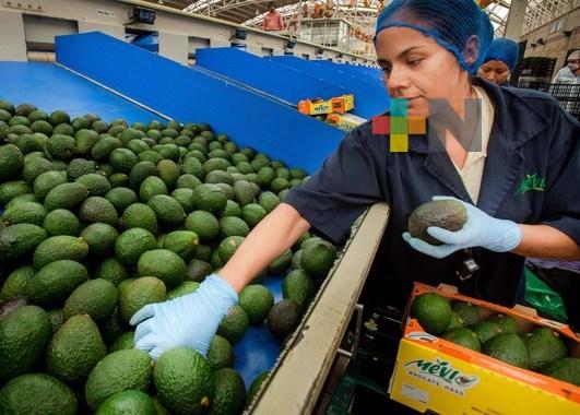 Crecen 4.48% exportaciones agroalimentarias mexicanas en periodo enero-mayo