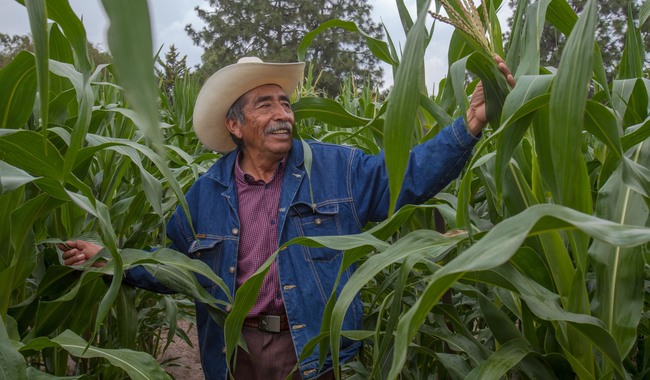 Fertilizante para el Bienestar ya beneficia a dos millones de hectáreas de cultivos básicos