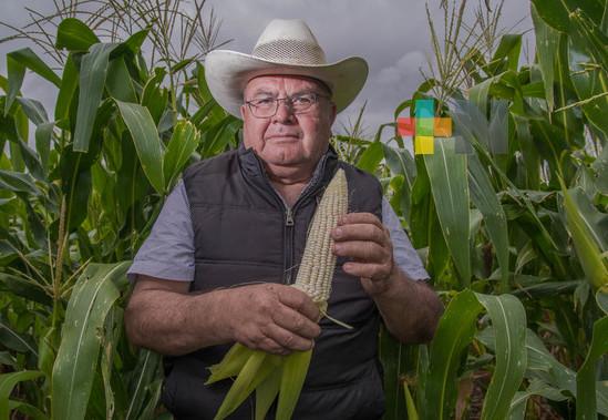 Reporta Segalmex avance superior a 68 por ciento en compras de maíz blanco a productores de Sinaloa