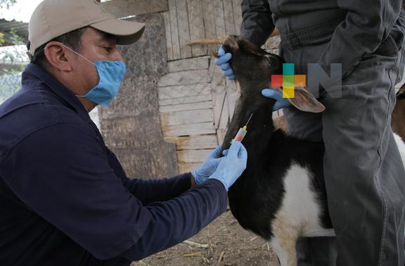 Estrategia federal de prevención y control de rabia fortalece al sector pecuario, de salud pública y ecosistemas: Agricultura