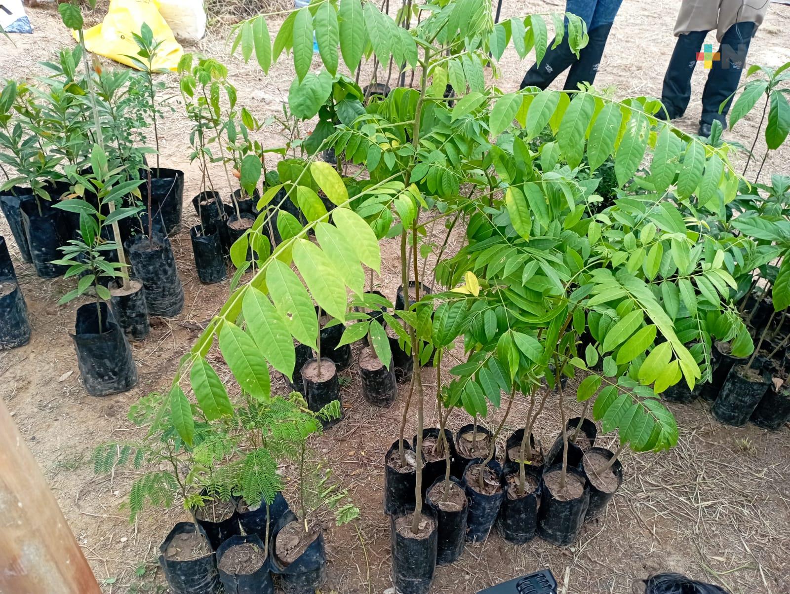 Organización «Raíces del mañana» convoca a donar y plantar árboles en Las Vigas