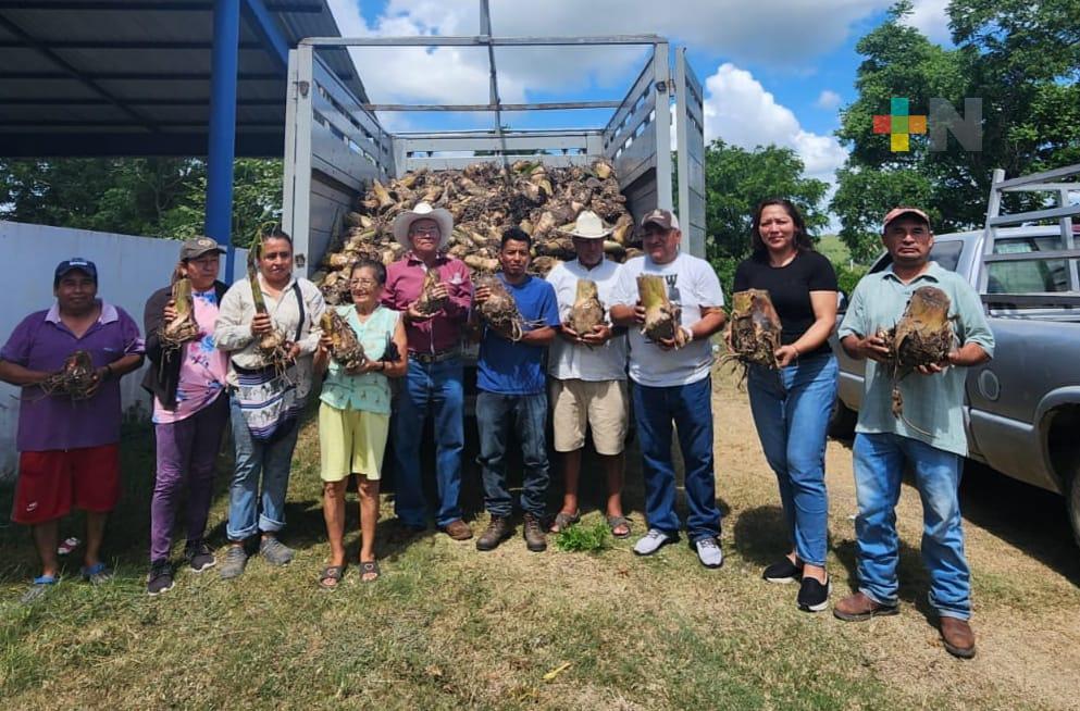 Apoya con 6 mil hijuelos de plátano a campesinos de Tecolutla, la diputada Perla Romero