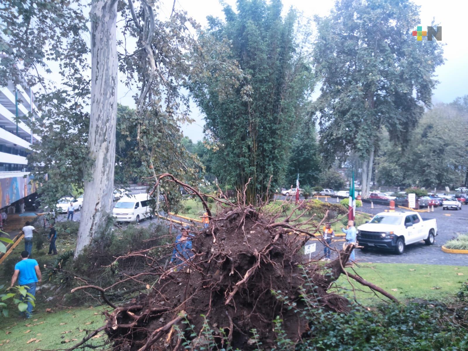 Aire y lluvia tiran árbol en Sefiplan