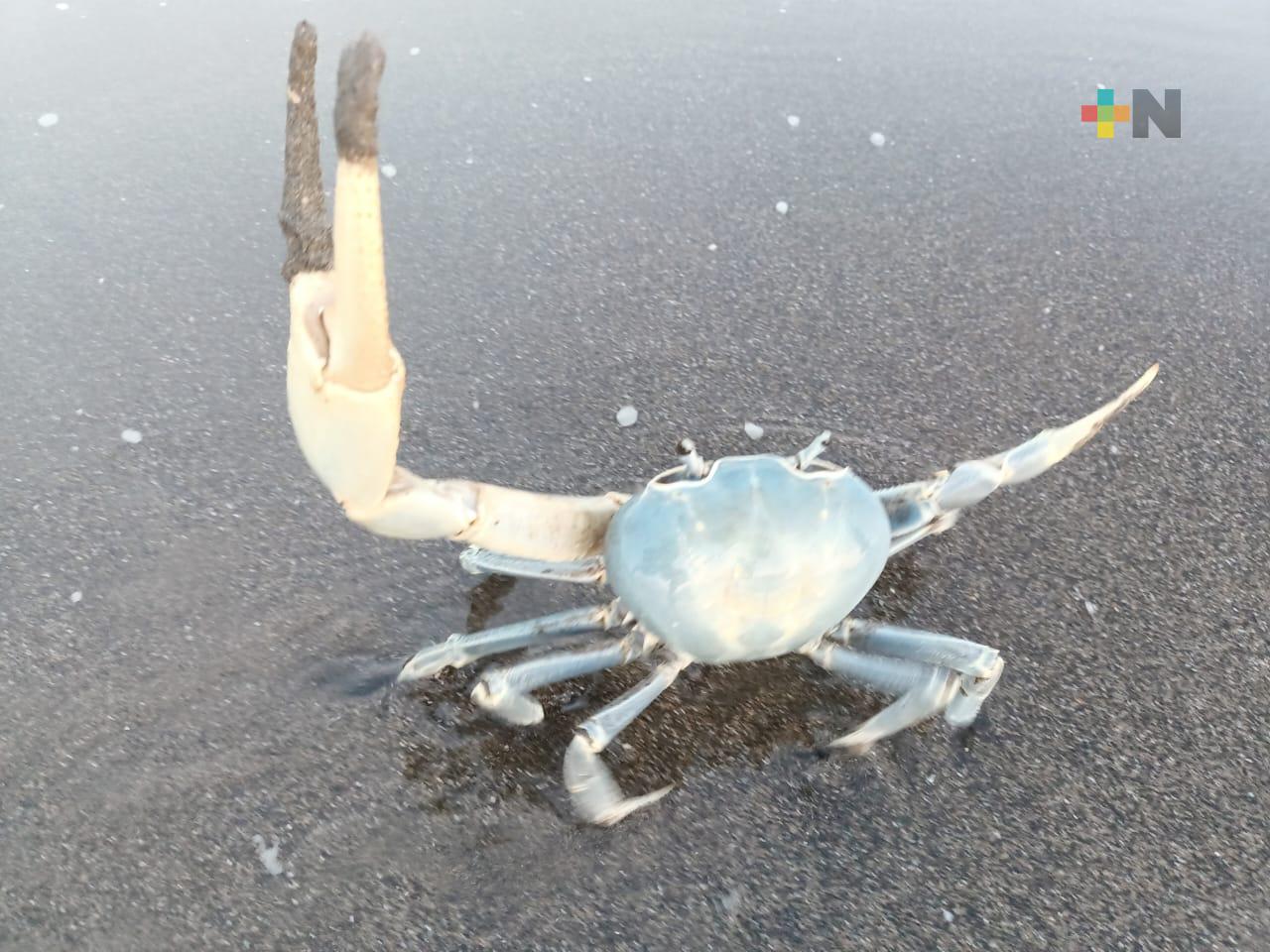 Cangrejo azul, una de las maravillas de la naturaleza que habita en Costa Esmeralda