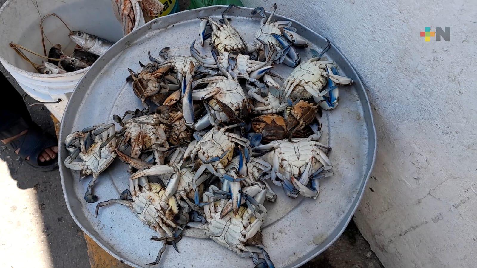 El 15 de agosto entrará en vigor veda del cangrejo azul; aumenta comercialización en el sur