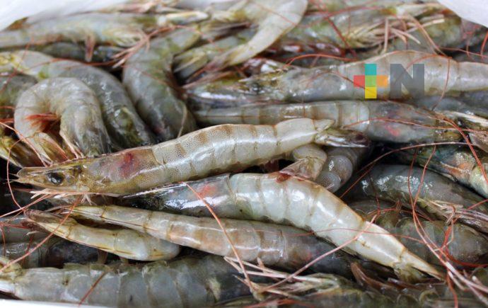 Amplían periodo de veda de camarón en Tuxpan; concluirá en octubre