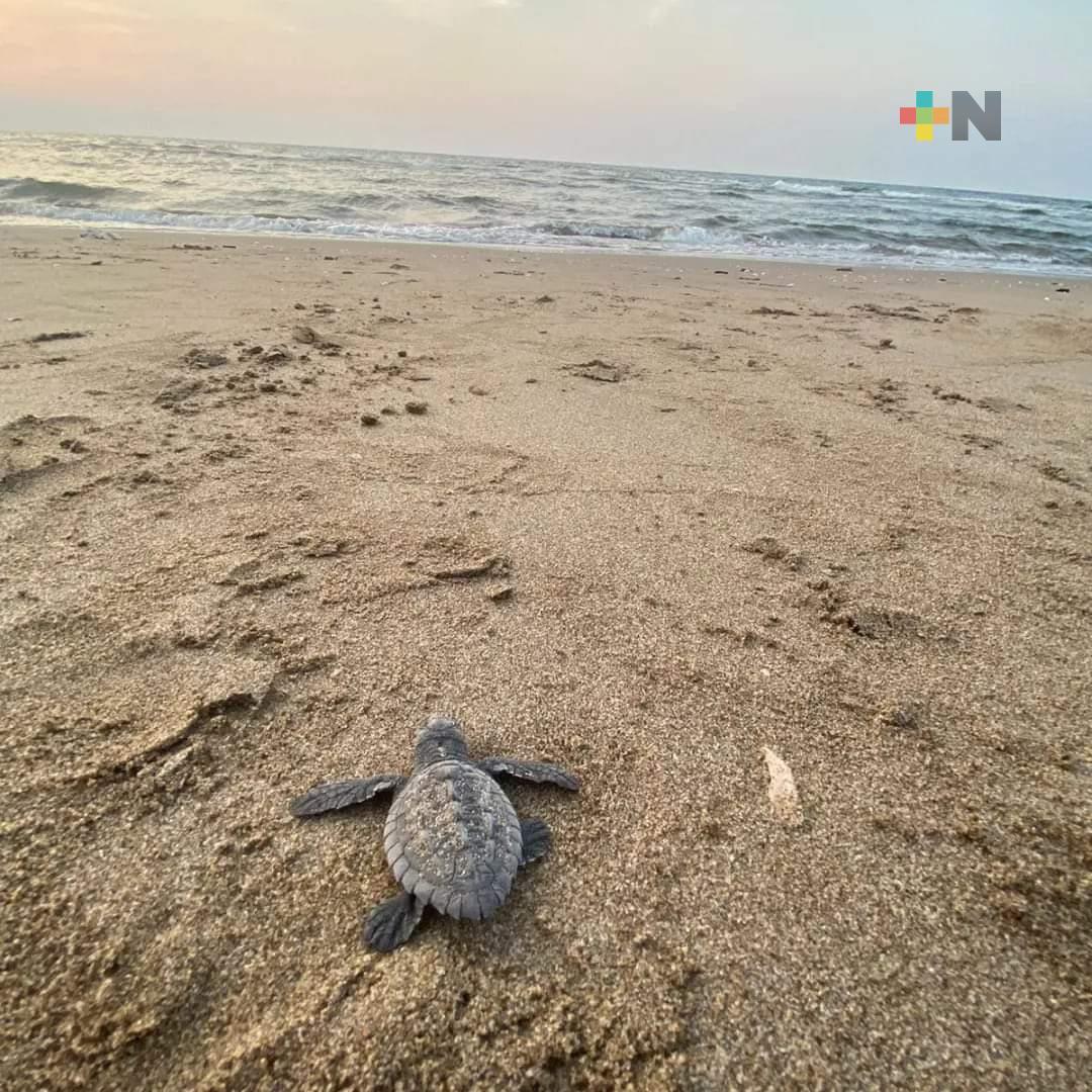 Liberan 46 crías de tortugas Lora en playa  de Agua Dulce